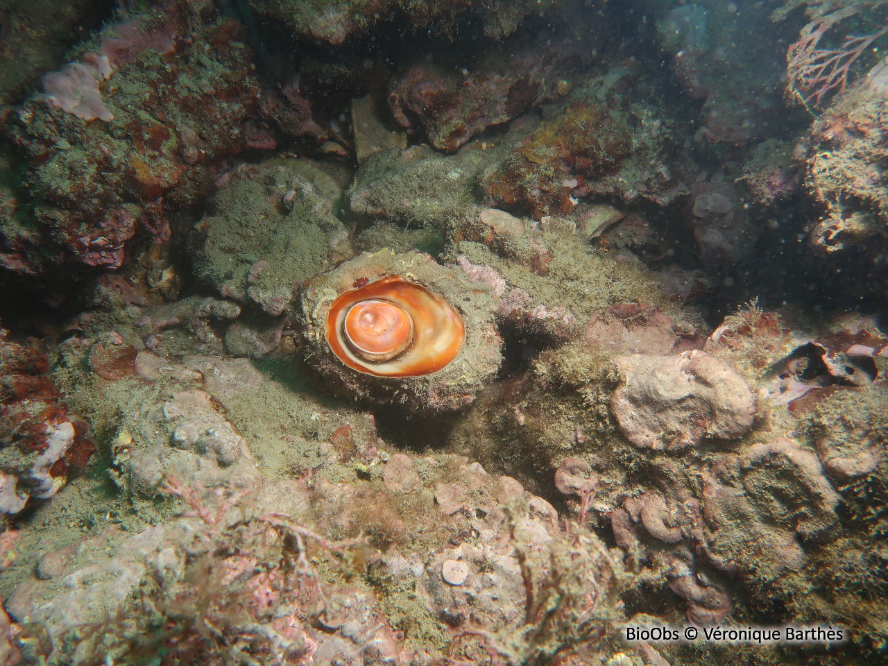 Astrée rugueuse - Bolma rugosa - Véronique Barthès - BioObs