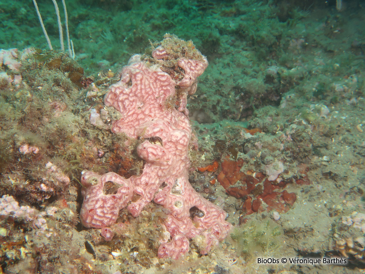 Synascidie de Lacaze - Polysyncraton lacazei - Véronique Barthès - BioObs