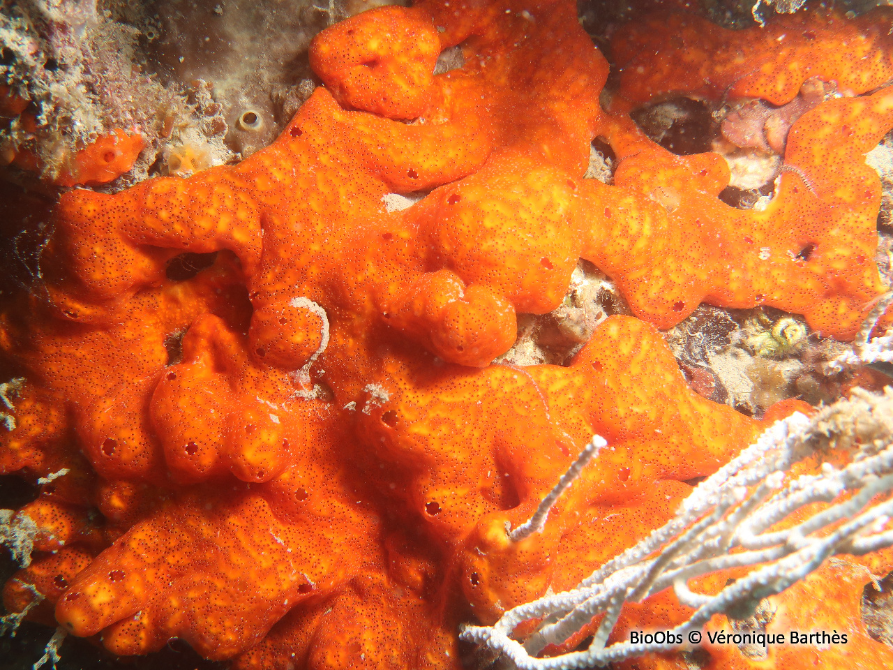 Synascidie de Lacaze - Polysyncraton lacazei - Véronique Barthès - BioObs