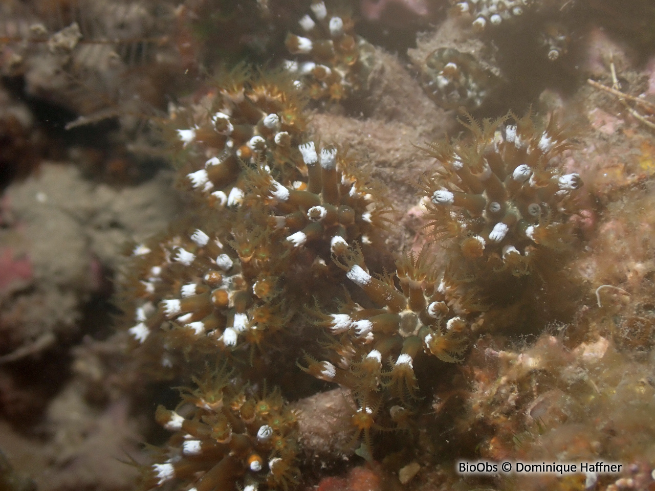 Alcyon brun - Maasella edwardsi - Dominique Haffner - BioObs