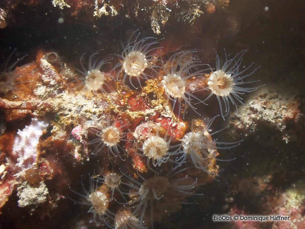 Anémone encroûtante grise - Epizoanthus paxii - Dominique Haffner - BioObs