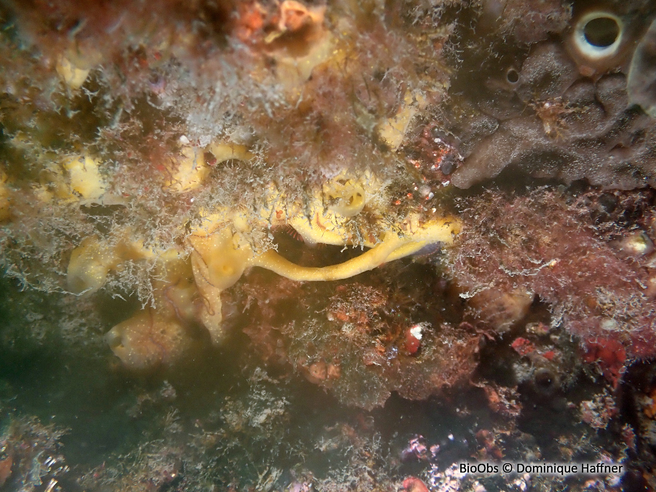 Mycale jaune digitée - Mycale (Aegogropila) tunicata - Dominique Haffner - BioObs