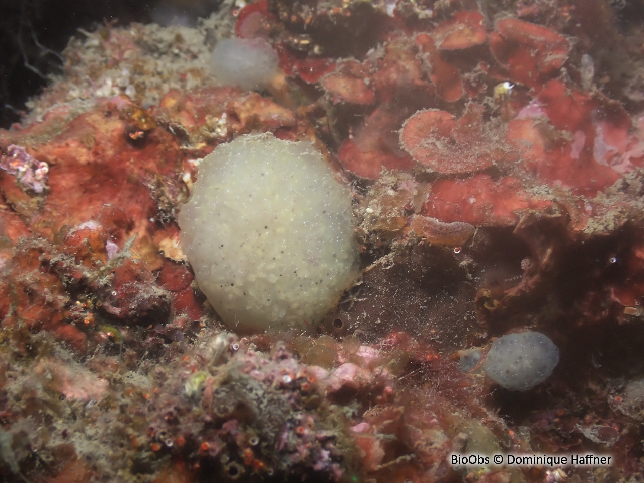 Couenne de mer de Méditerranée - Pseudodistoma crucigaster - Dominique Haffner - BioObs