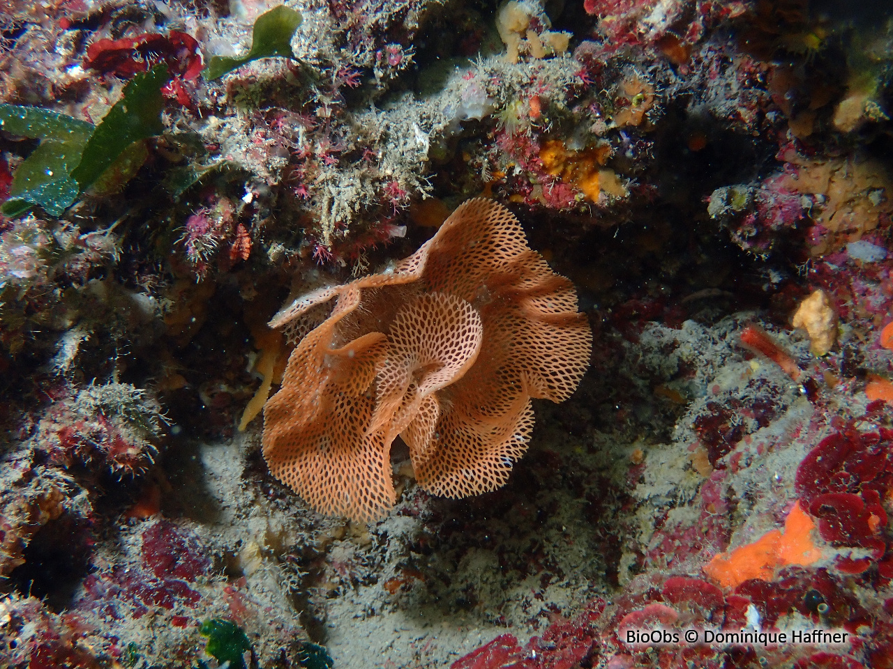 Dentelle de Neptune - Reteporella grimaldii - Dominique Haffner - BioObs