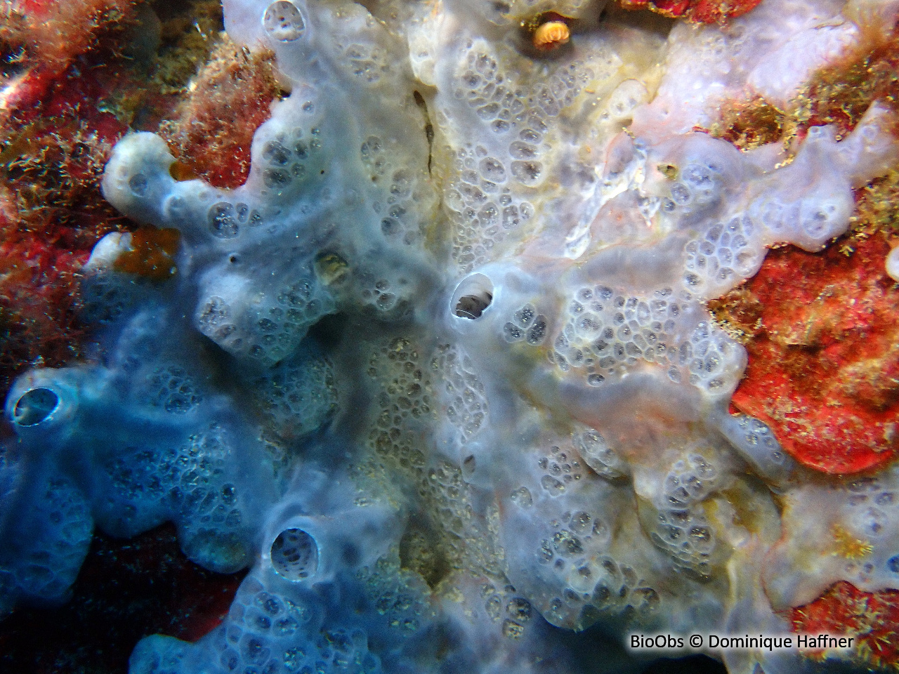 Eponge encroutante bleuatre - Phorbas tenacior - Dominique Haffner - BioObs