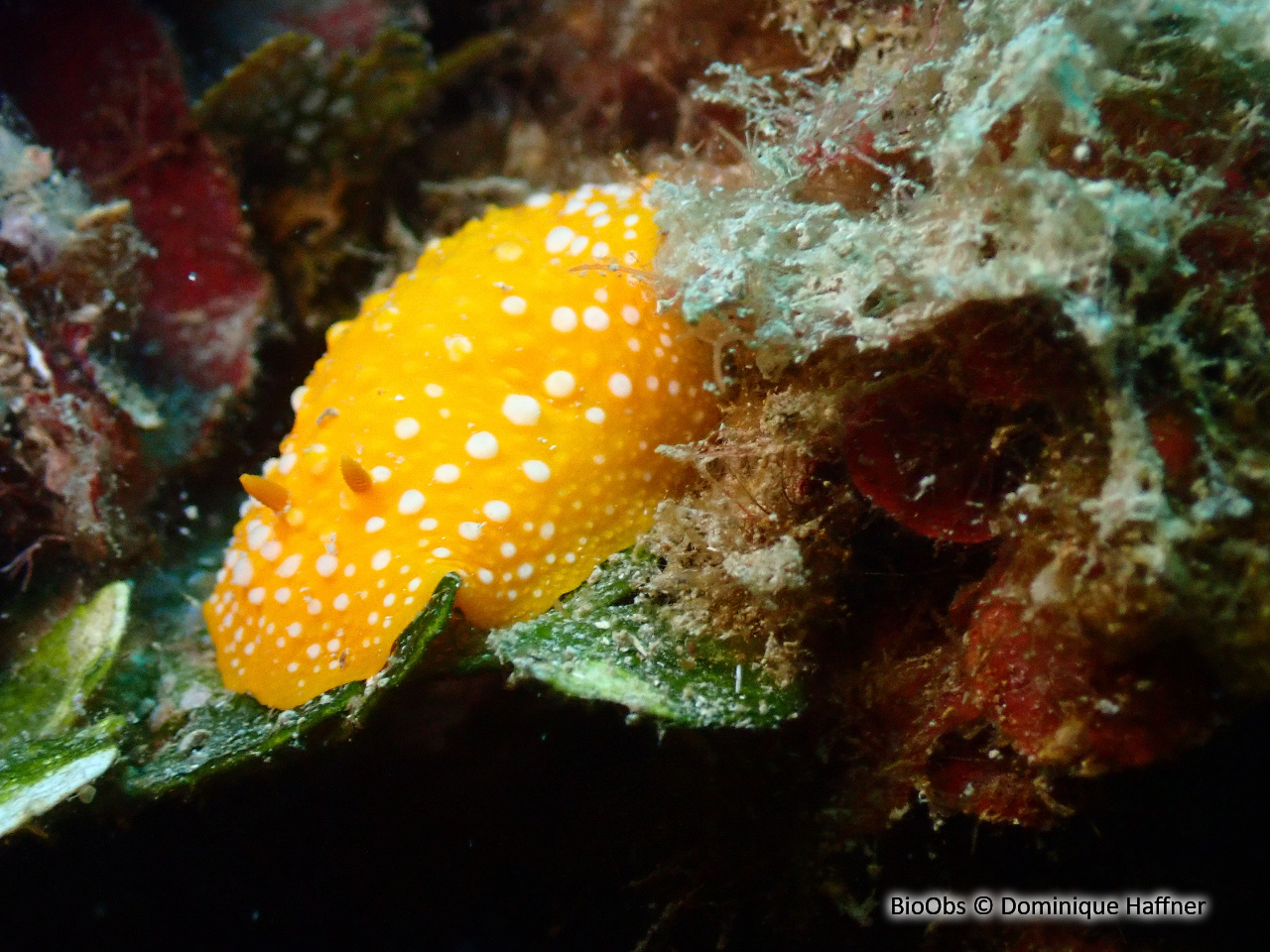 Phyllis à ponctuations blanches - Phyllidia flava - Dominique Haffner - BioObs