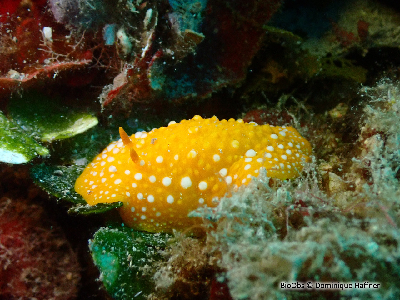 Phyllis à ponctuations blanches - Phyllidia flava - Dominique Haffner - BioObs