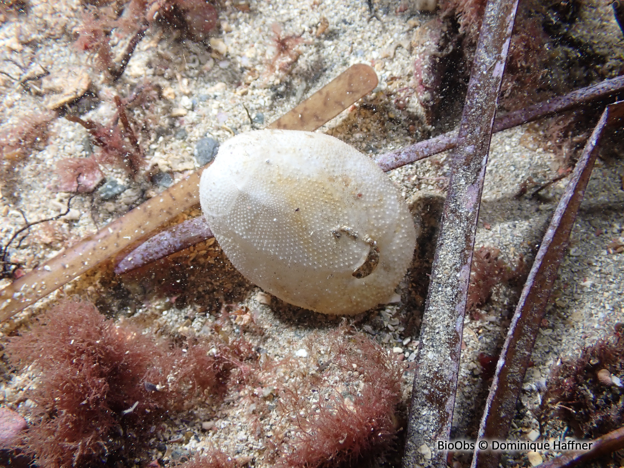 Oursin de sable gris - Brissus unicolor - Dominique Haffner - BioObs