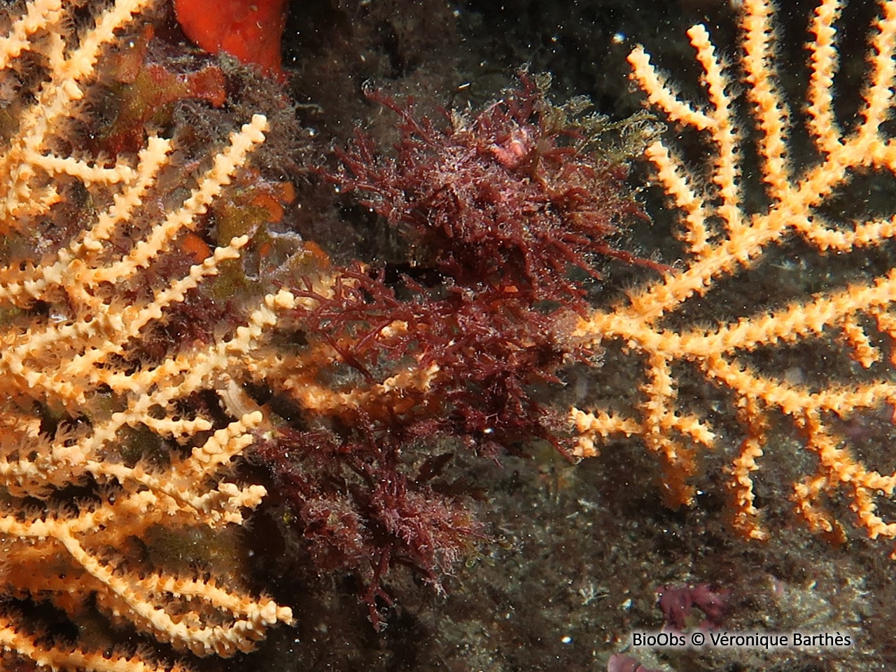 Algue rouge Laurencia (genre) - Laurencia - Véronique Barthès - BioObs