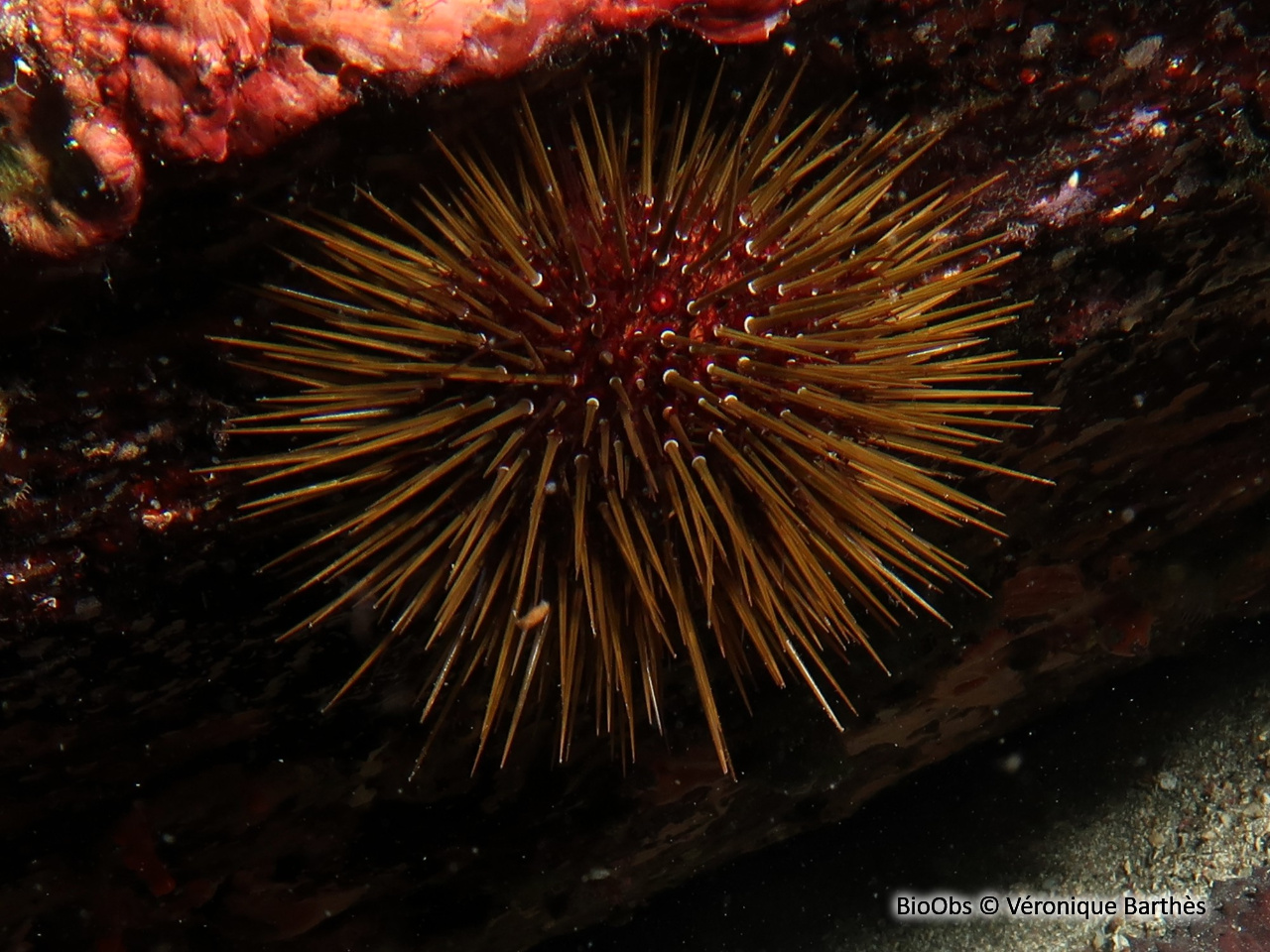 Oursin violet - Paracentrotus lividus - Véronique Barthès - BioObs