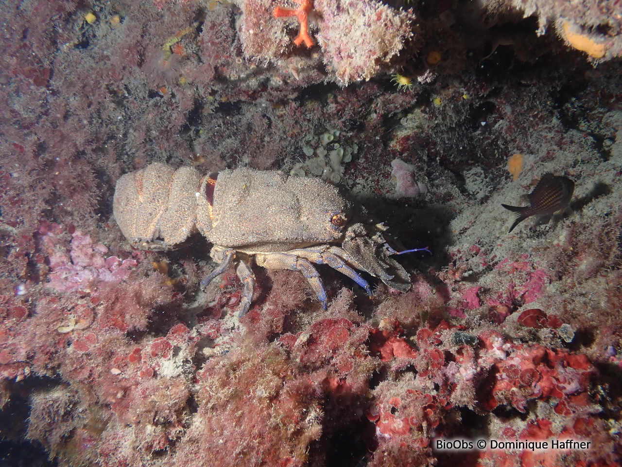 Grande cigale - Scyllarides latus - Dominique Haffner - BioObs