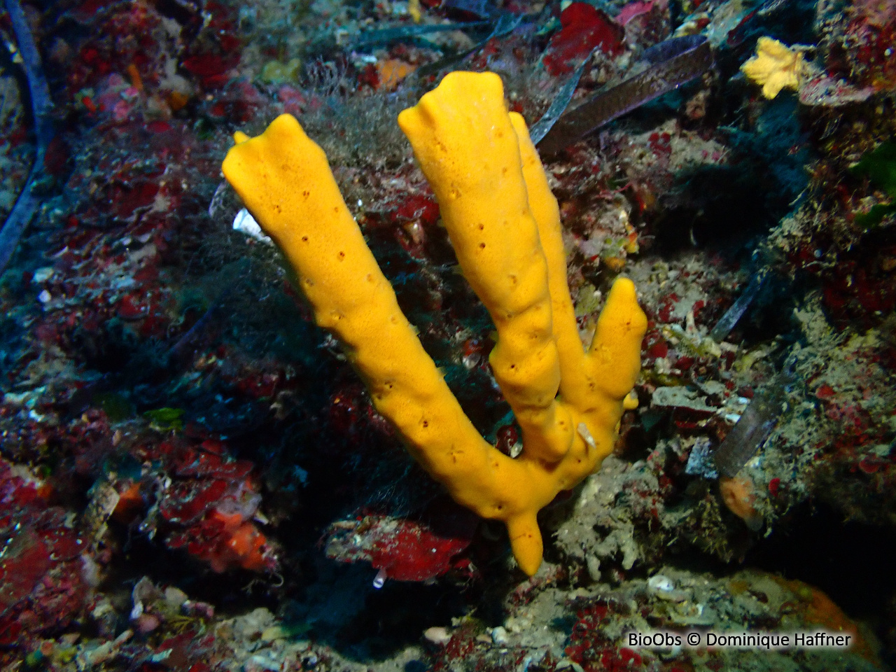 Axinelle commune - Axinella polypoides - Dominique Haffner - BioObs