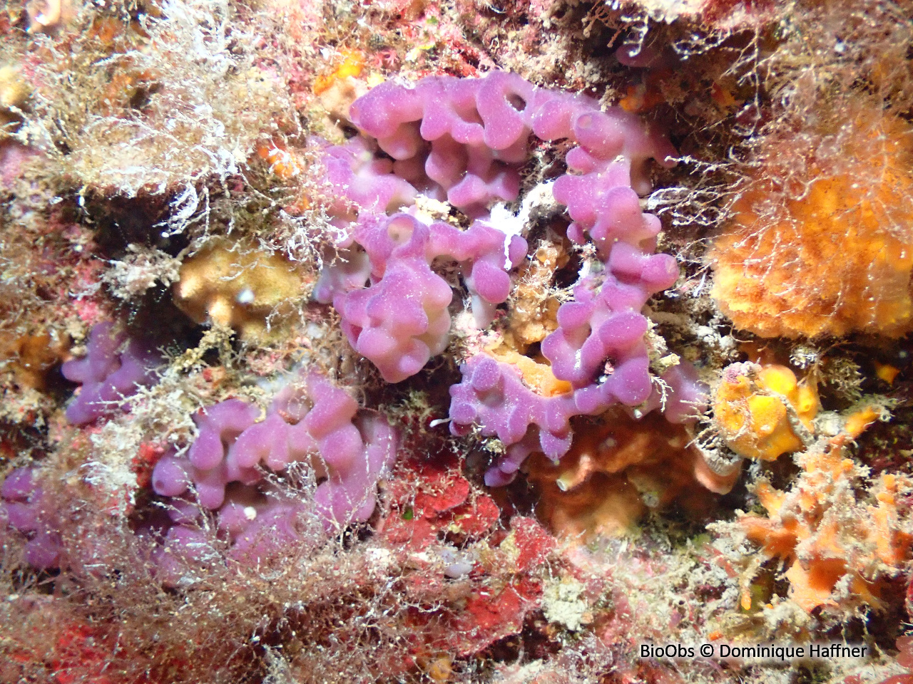 Oscarelle bleu-violet - Oscarella lobularis - Dominique Haffner - BioObs