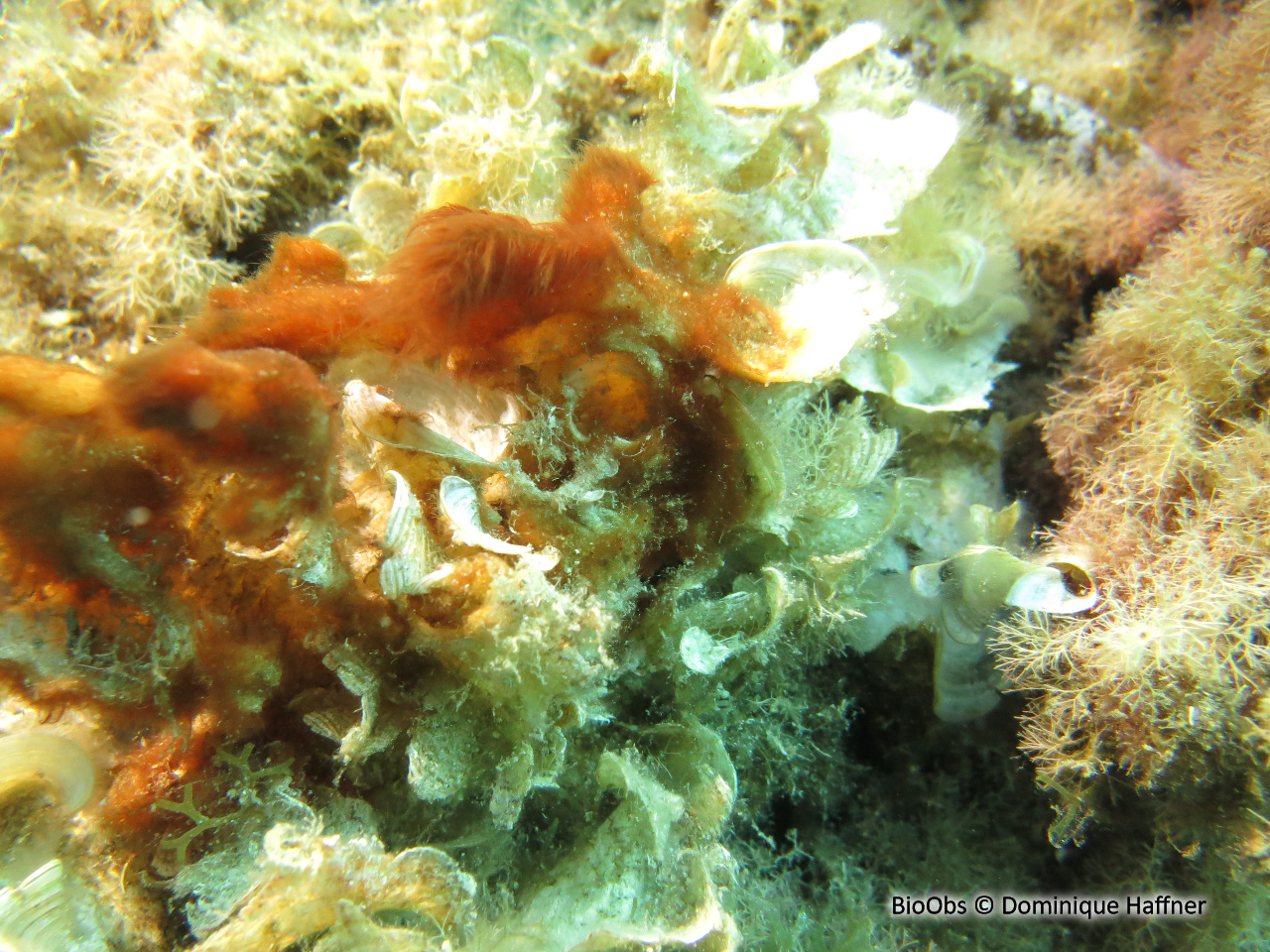 Polysiphonia - Womersleyella setacea - Dominique Haffner - BioObs