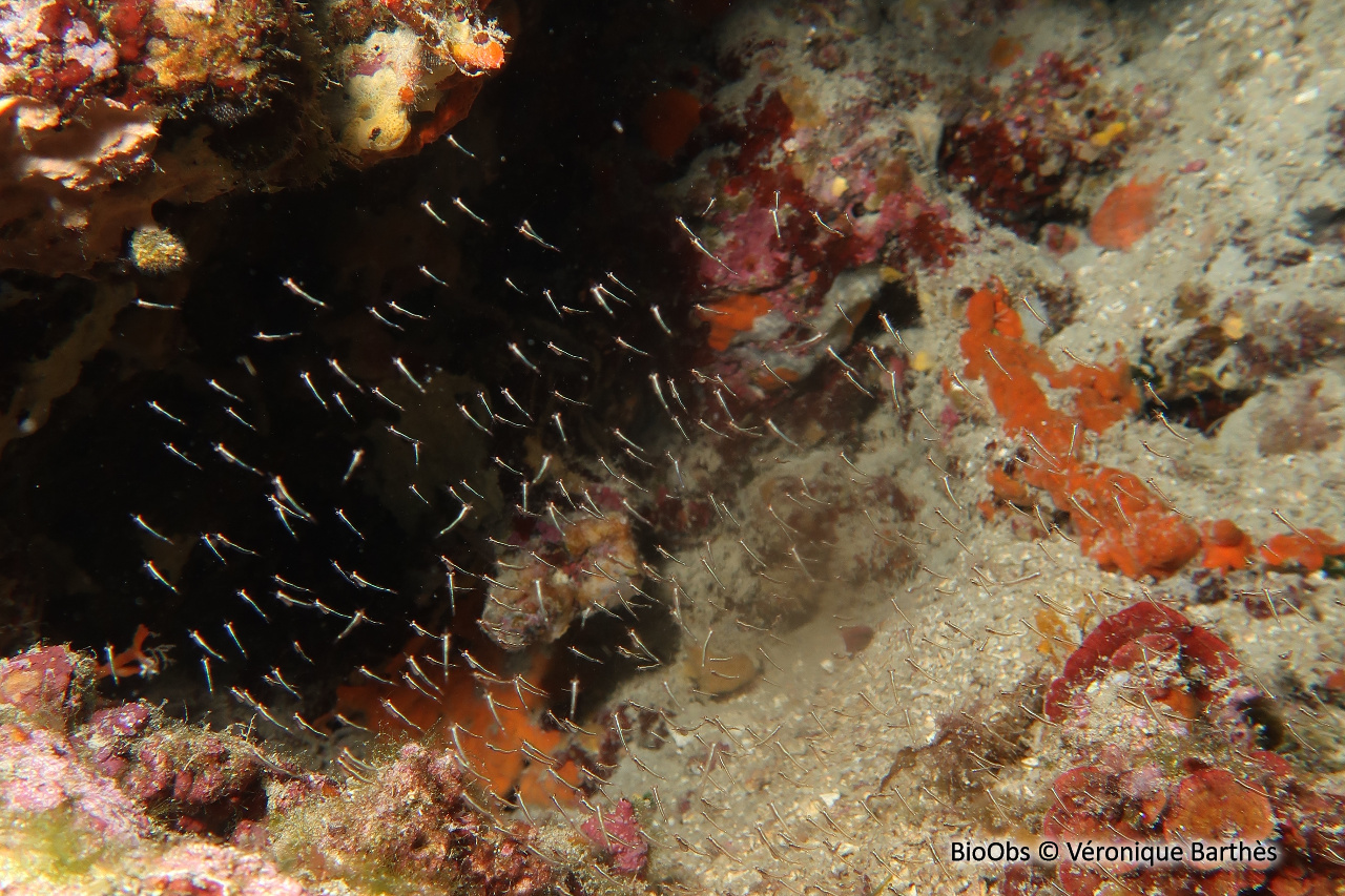Crevette pélagique - Leptomysis mediterranea - Véronique Barthès - BioObs