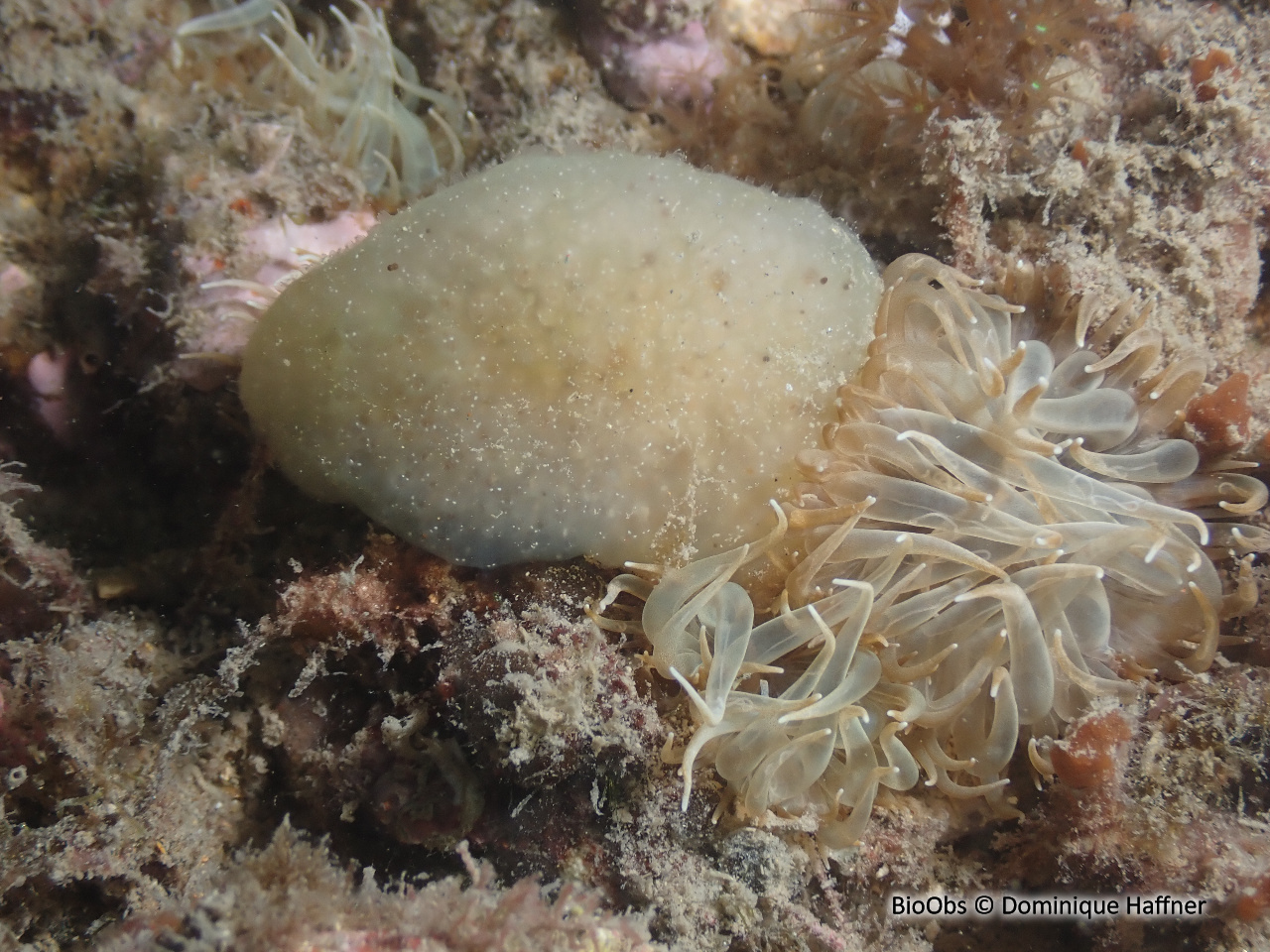 Couenne de mer de Méditerranée - Pseudodistoma crucigaster - Dominique Haffner - BioObs