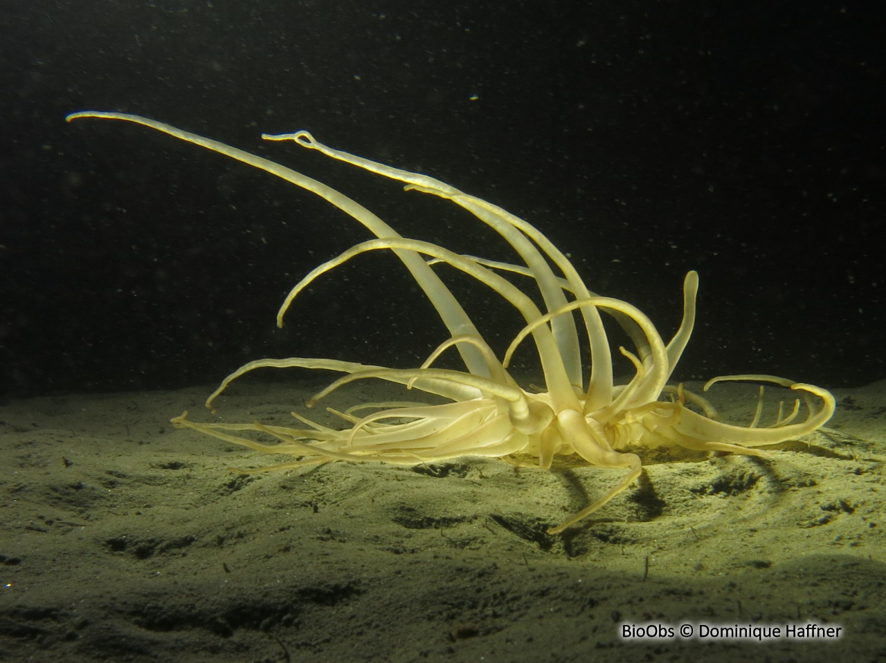 Andrésie - Andresia partenopea - Dominique Haffner - BioObs