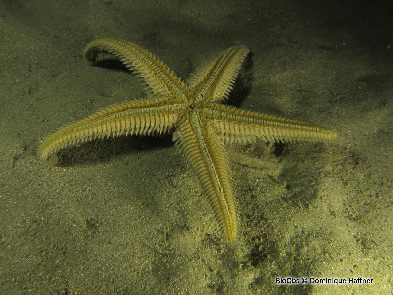Etoile-peigne à piquants plats - Astropecten platyacanthus - Dominique Haffner - BioObs