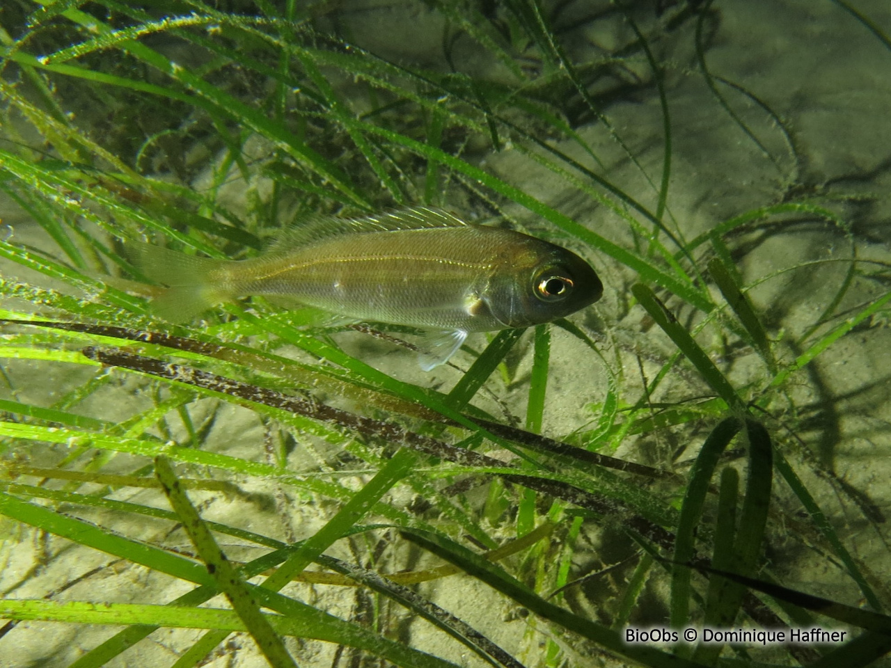 Pageot acarné - Pagellus acarne - Dominique Haffner - BioObs