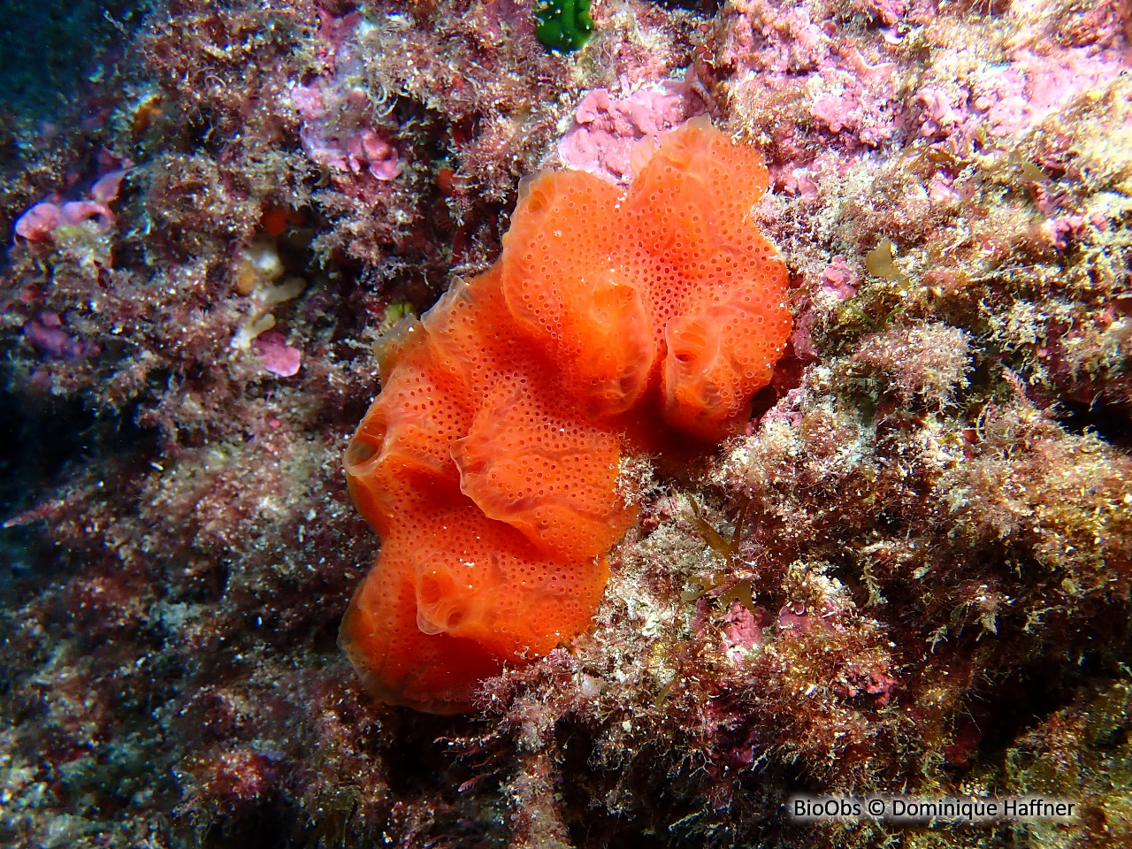 Amaroucium - Aplidium pseudolobatum - Dominique Haffner - BioObs