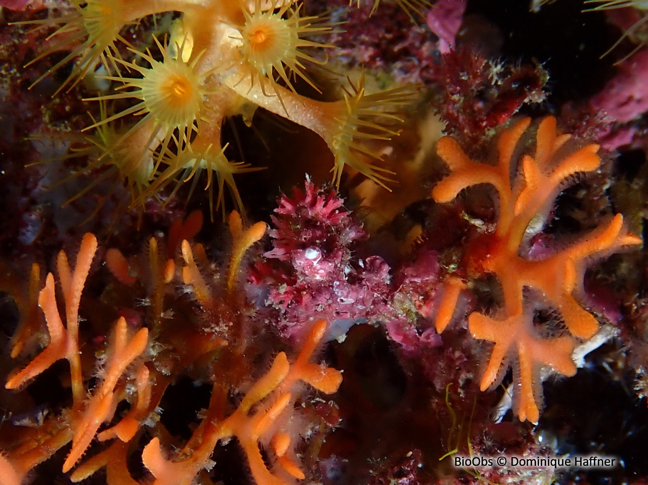 Foraminifère rouge - Miniacina miniacea - Dominique Haffner - BioObs