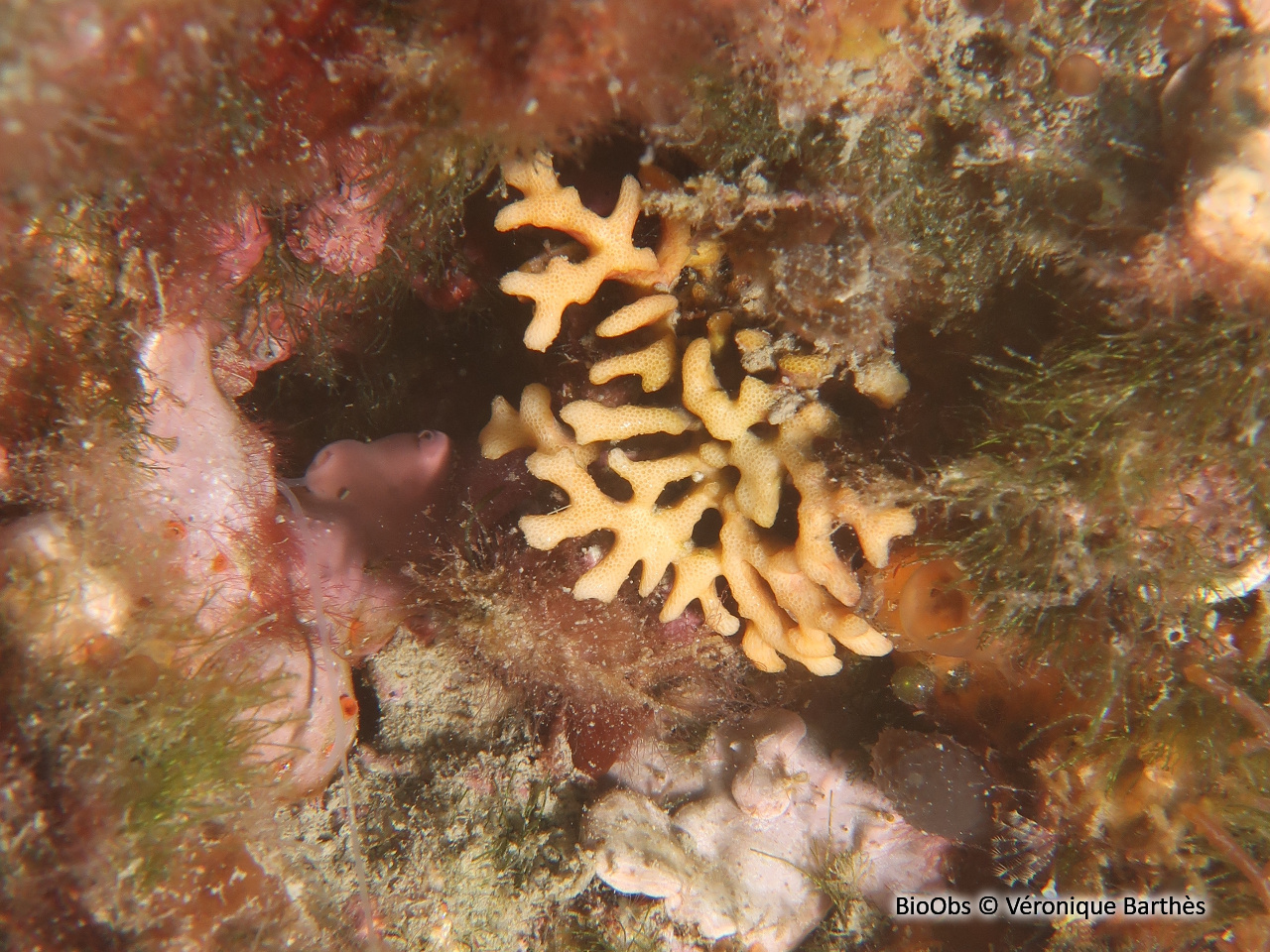 Frondipore verruqueux - Frondipora verrucosa - Véronique Barthès - BioObs