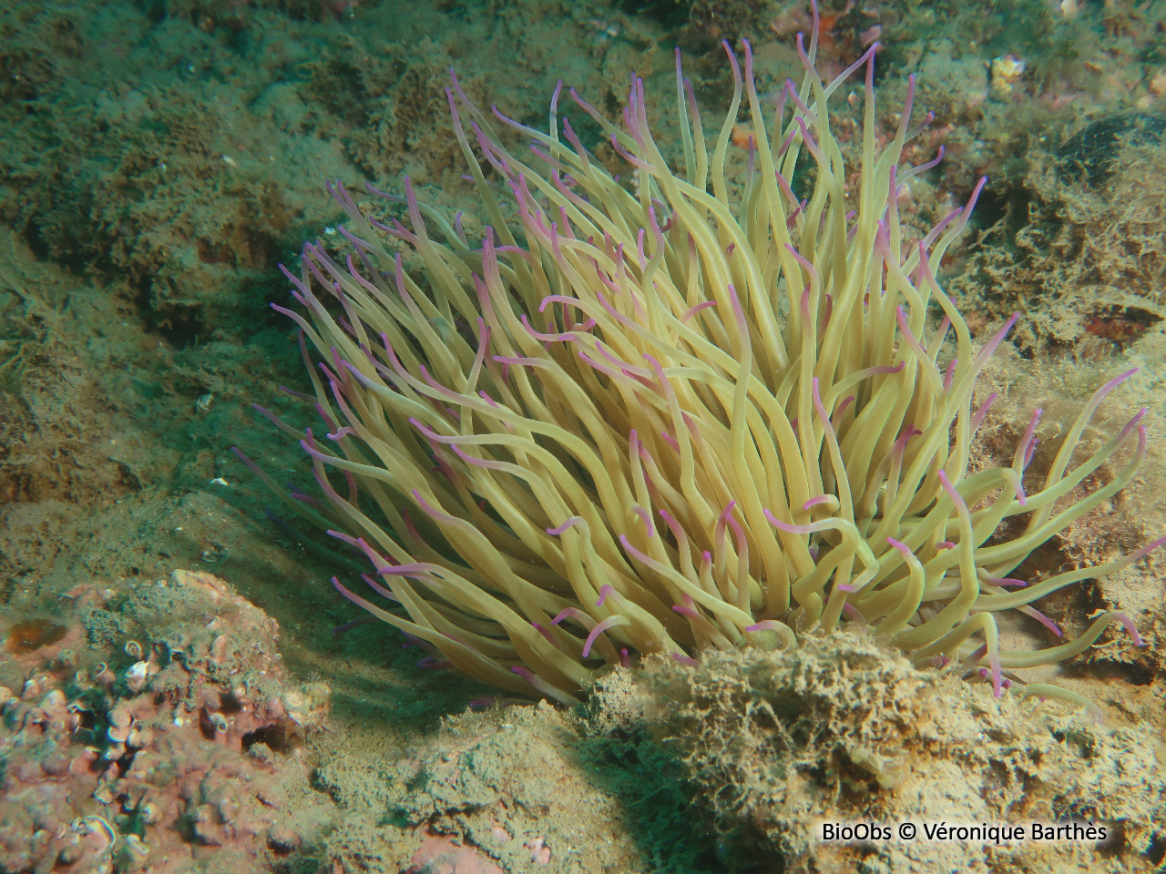 Anémone verte - Anemonia viridis - Véronique Barthès - BioObs