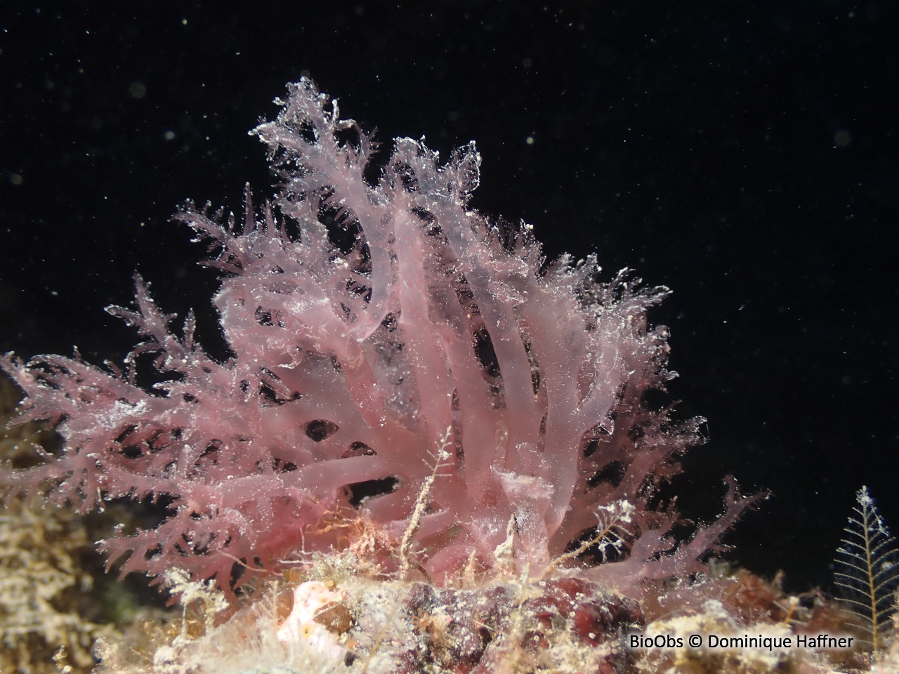 Acrosymphyton pourpre - Acrosymphyton purpuriferum - Dominique Haffner - BioObs