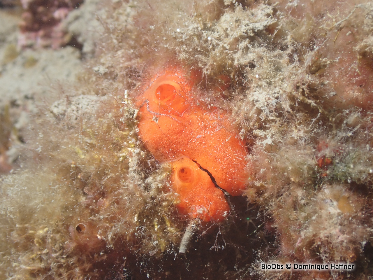 Arche de Noé - Arca noae - Dominique Haffner - BioObs