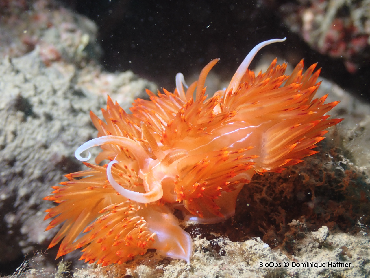 Godive orange - Nemesignis banyulensis - Dominique Haffner - BioObs