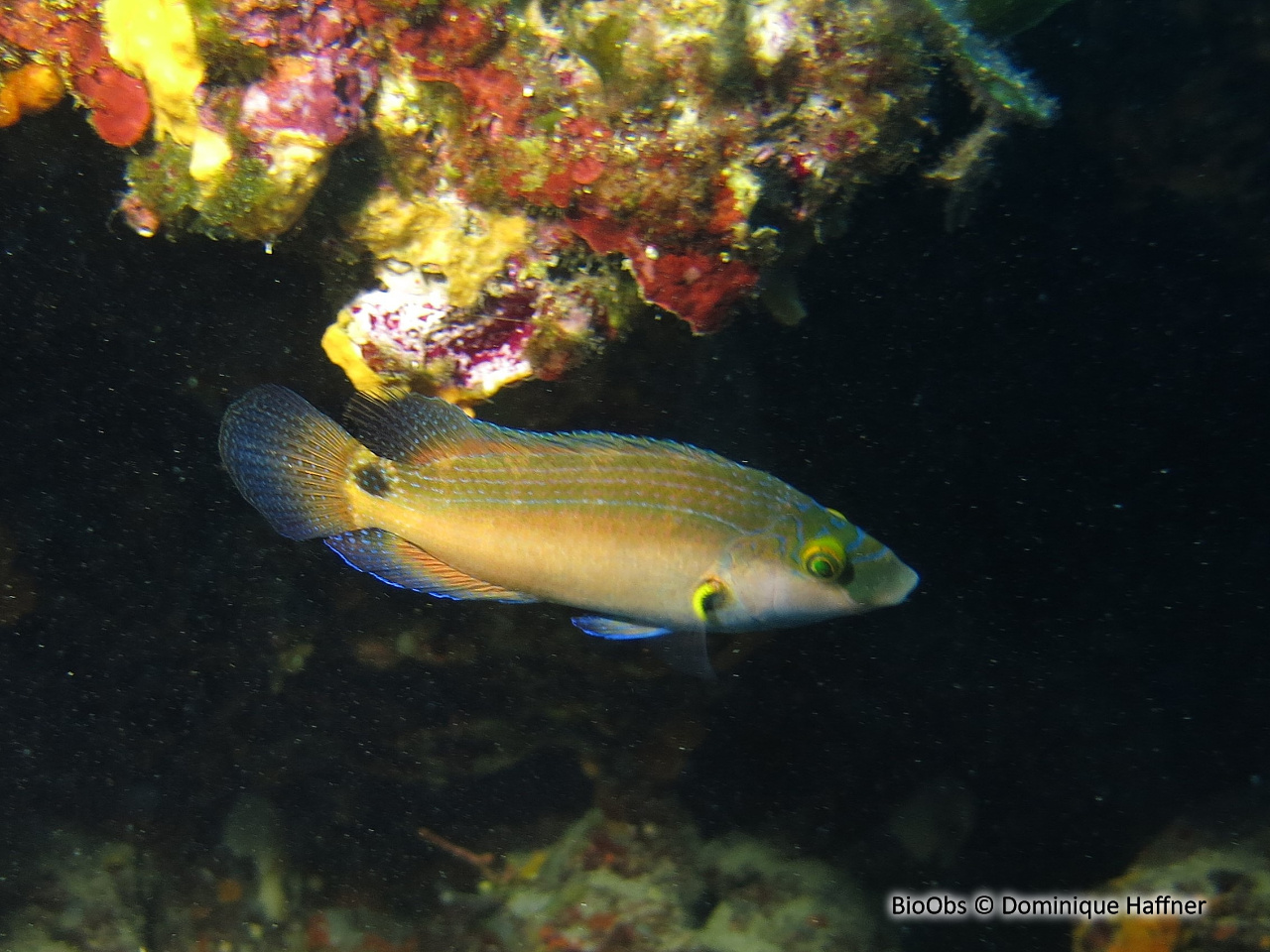 Crénilabre méditerranéen - Symphodus mediterraneus - Dominique Haffner - BioObs