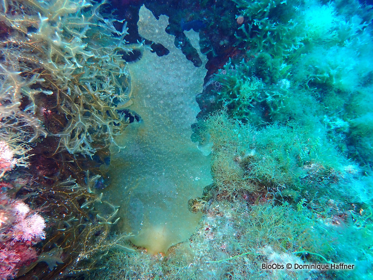 Algue petite feuille de tabac - Phyllariopsis brevipes - Dominique Haffner - BioObs
