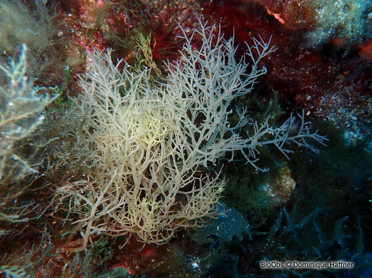 Gulsonie noduleuse - Gulsonia nodulosa - Dominique Haffner - BioObs