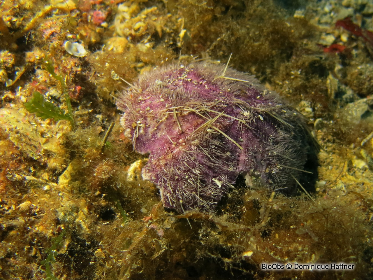 Spatangue pourpre - Spatangus purpureus - Dominique Haffner - BioObs