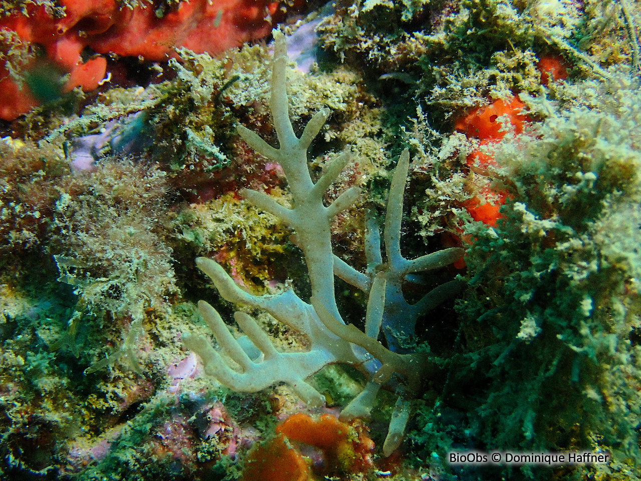 Algue branchue cartilagineuse - Chrysymenia ventricosa - Dominique Haffner - BioObs