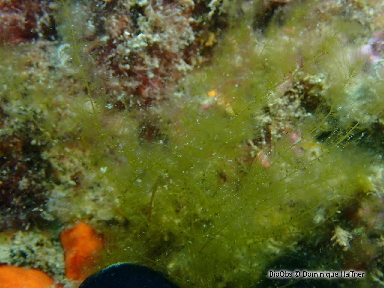 Sphorochnus pédonculé - Sporochnus pedunculatus - Dominique Haffner - BioObs