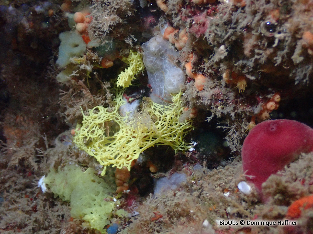 Clathrine jaune - Clathrina clathrus - Dominique Haffner - BioObs