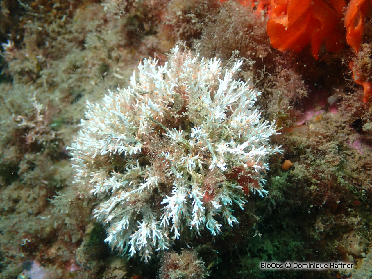 Salmacine - Salmacina sp. - Dominique Haffner - BioObs