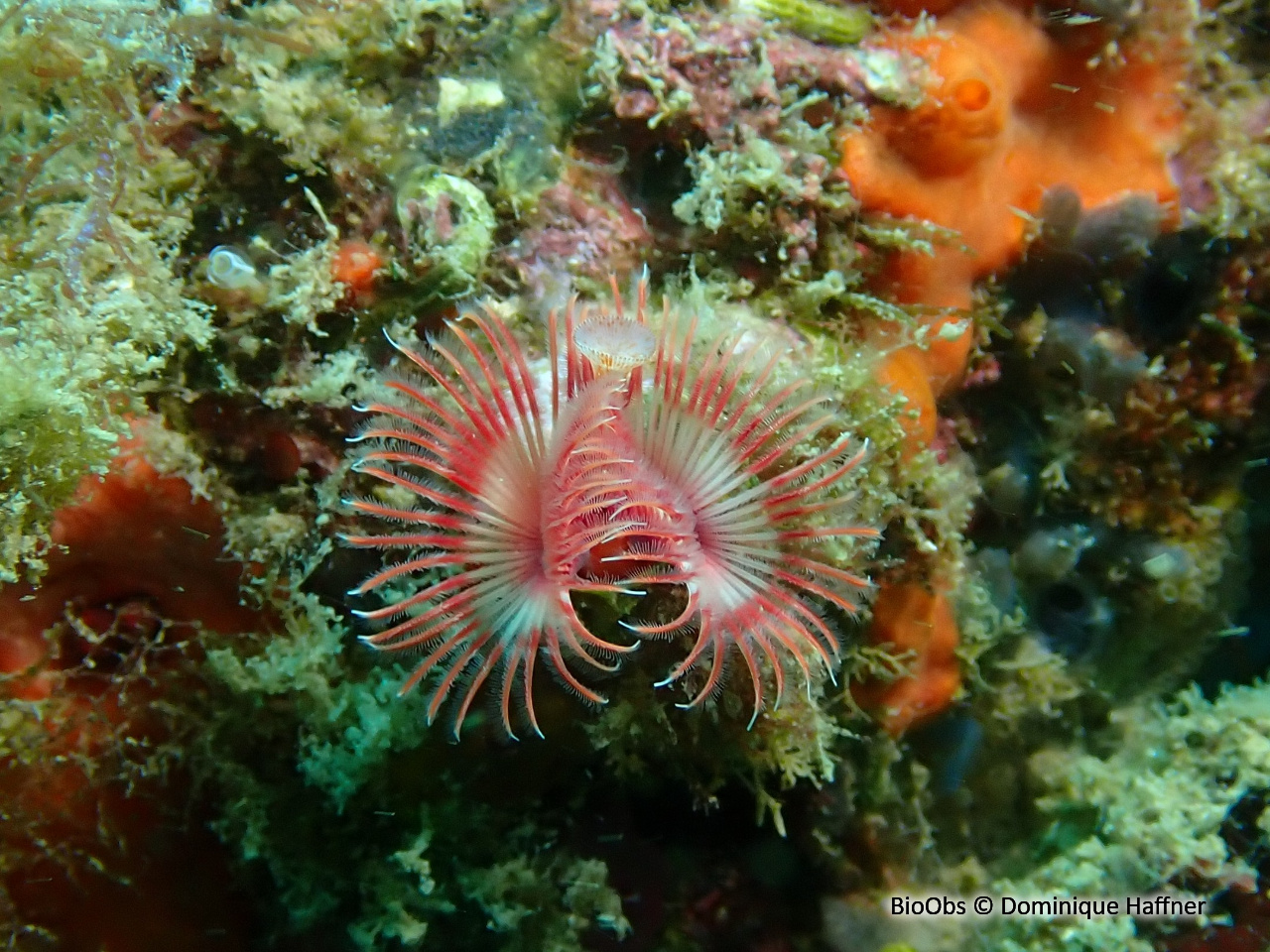 Serpule - Serpula vermicularis - Dominique Haffner - BioObs