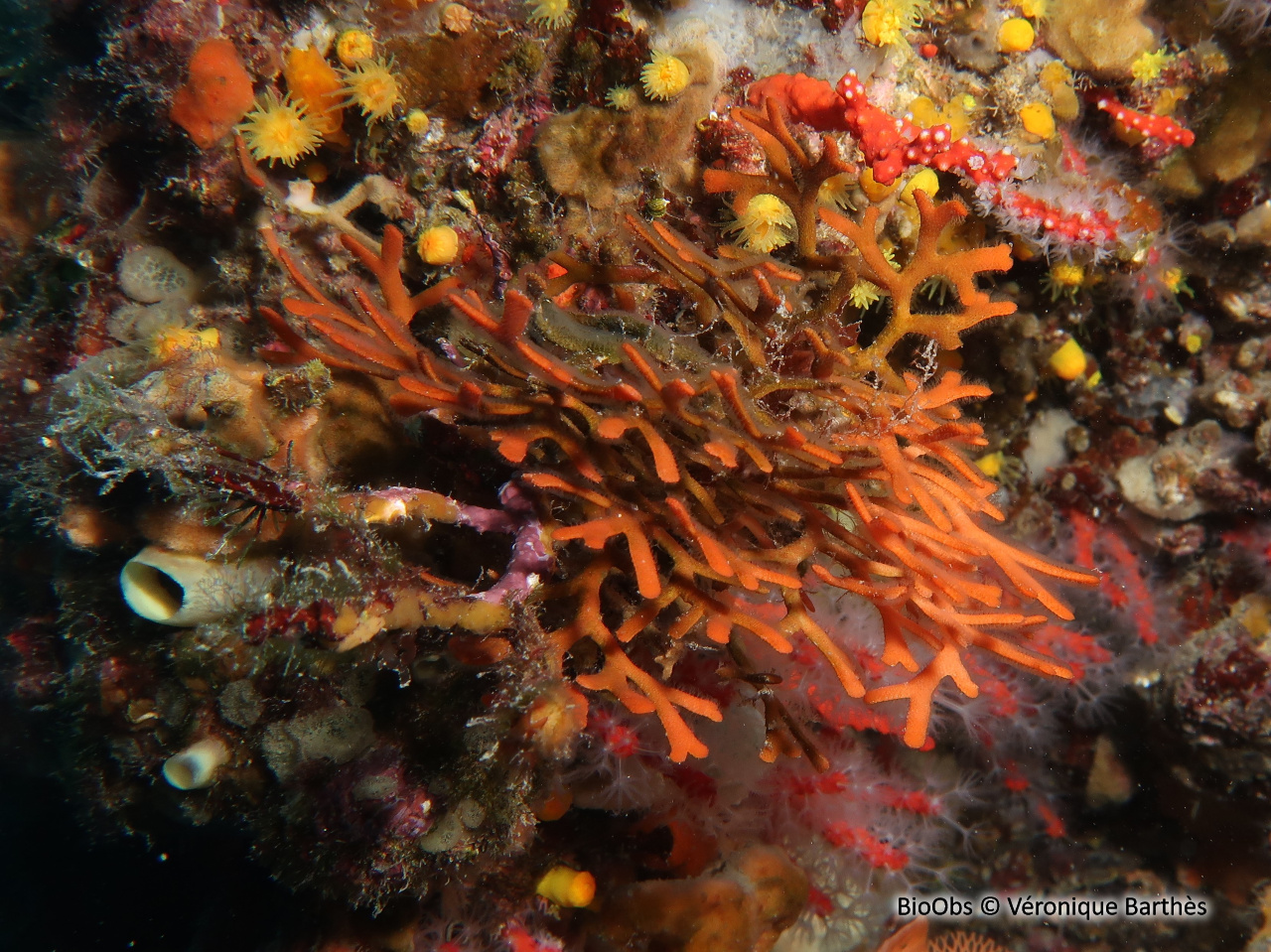 Adéonelle - Adeonella calveti - Véronique Barthès - BioObs