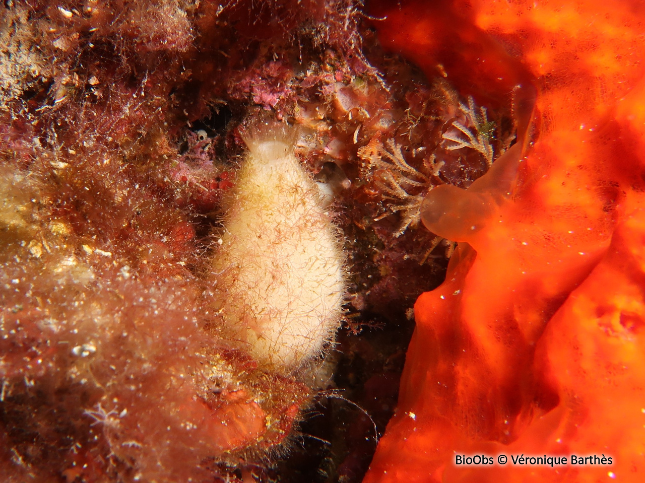 Petit sycon - Sycon raphanus - Véronique Barthès - BioObs