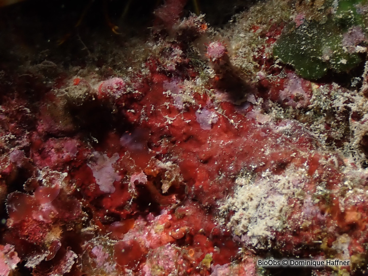 Algue velours rouge - Hildenbrandia rubra - Dominique Haffner - BioObs