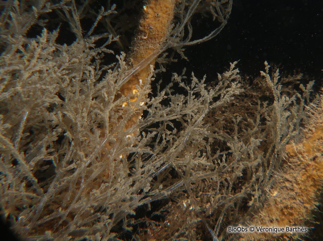 Bryozoaire spaghetti - Amathia verticillata - Véronique Barthès - BioObs