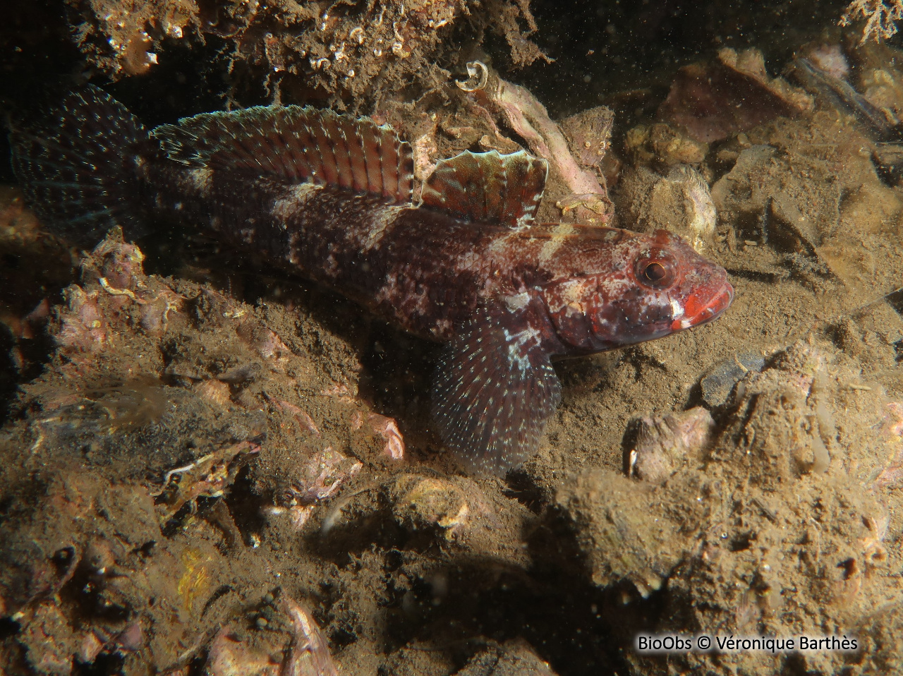 Gobie à bouche rouge - Gobius cruentatus - Véronique Barthès - BioObs