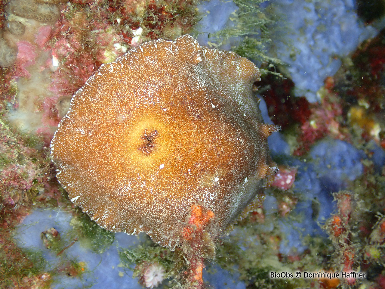 Doris argo - Platydoris argo - Dominique Haffner - BioObs