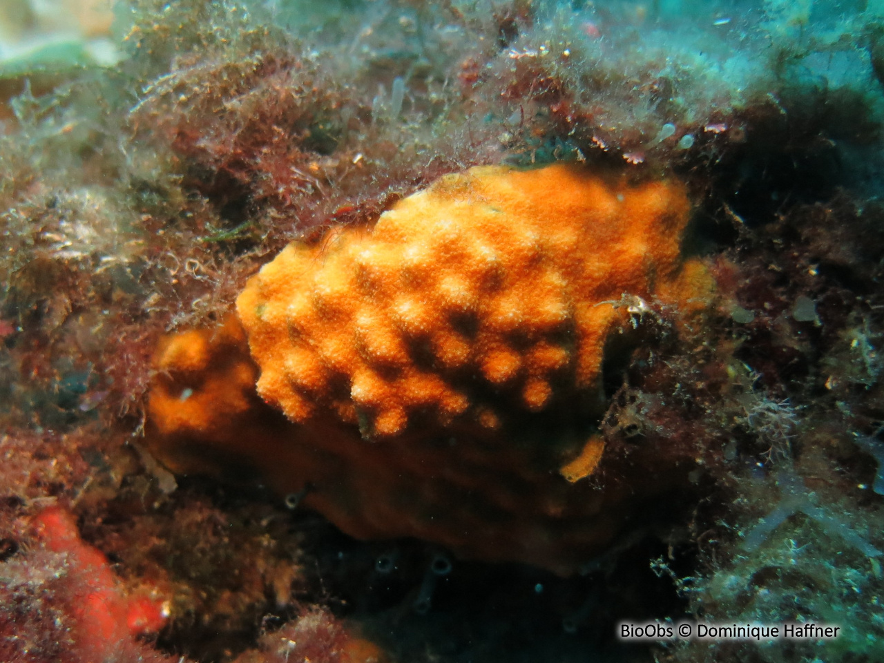 Schizomavelle mamillé - Schizomavella (Schizomavella) mamillata - Dominique Haffner - BioObs