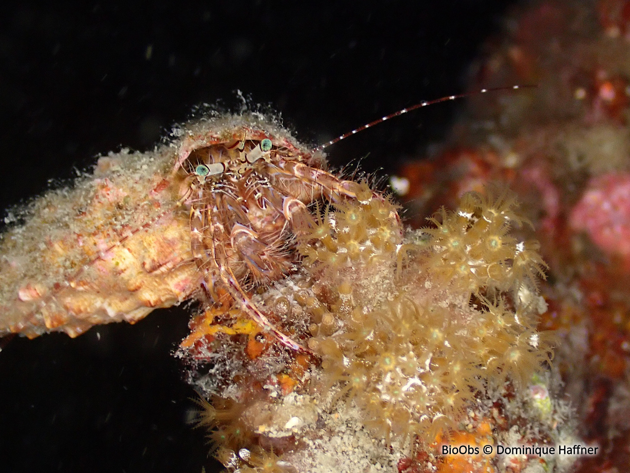 Pagure anachorète - Pagurus anachoretus - Dominique Haffner - BioObs