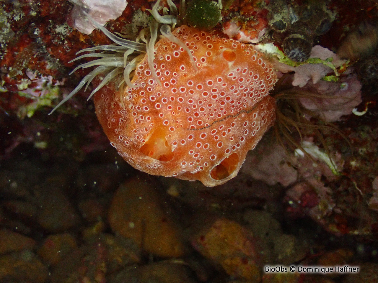 Fraise de mer - Aplidium elegans - Dominique Haffner - BioObs