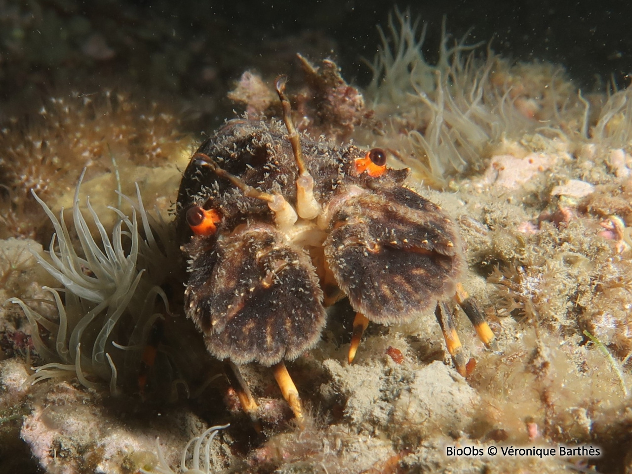 Petite cigale de mer - Scyllarus arctus - Véronique Barthès - BioObs