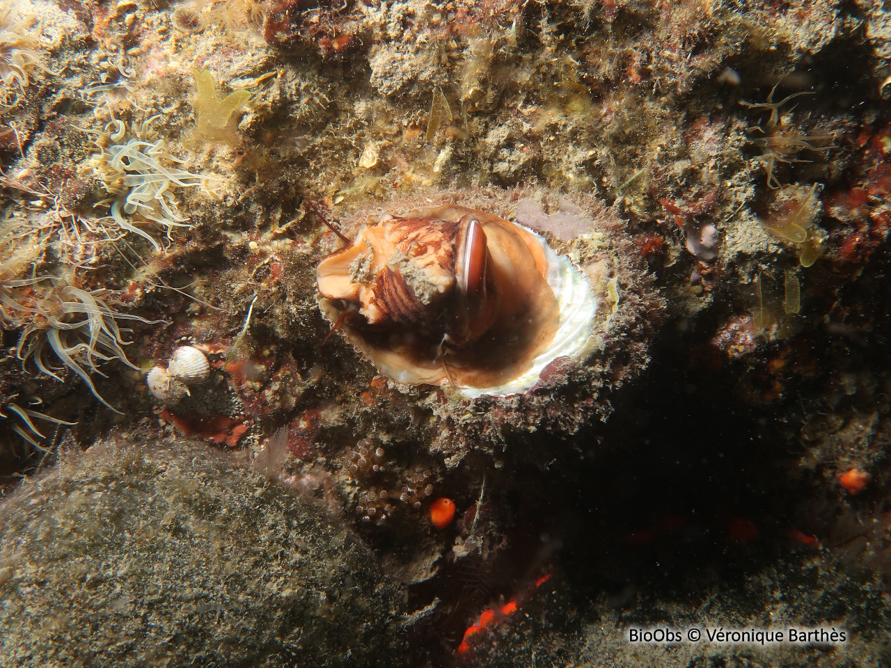 Astrée rugueuse - Bolma rugosa - Véronique Barthès - BioObs
